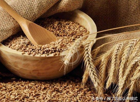 燕麥種子發芽率低怎么辦？怎么樣才能提高燕麥種子的發芽率？