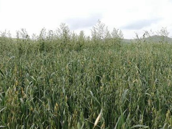 燕麥種植的生長(zhǎng)環(huán)境是怎樣的？有什么需要注意的？