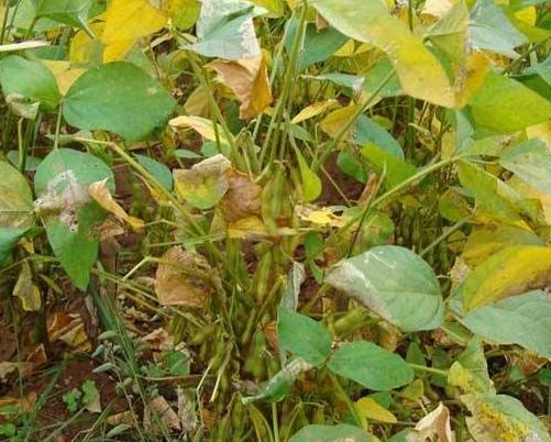 黑豆種植方法有哪些？什么時(shí)候播種比較合適？