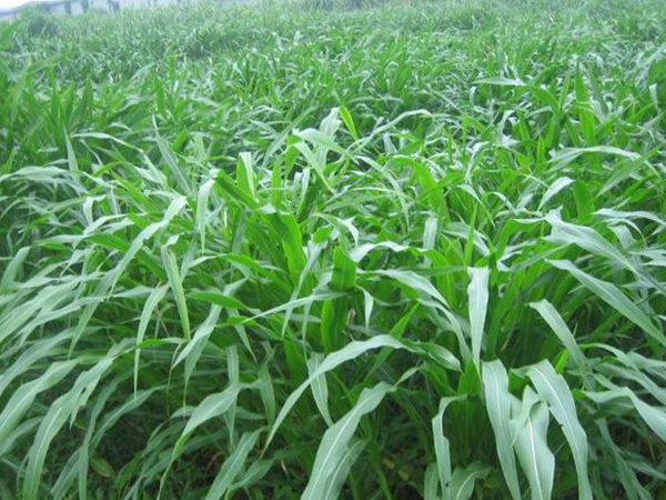 種植牧草需要注意的地方有很多,需要注意什么? 種植牧草需要注意的地方有很多,需要注意什么?