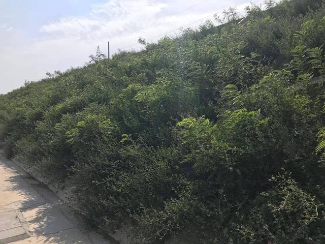 胡枝子的種植技術介紹，什么時候播種最佳？