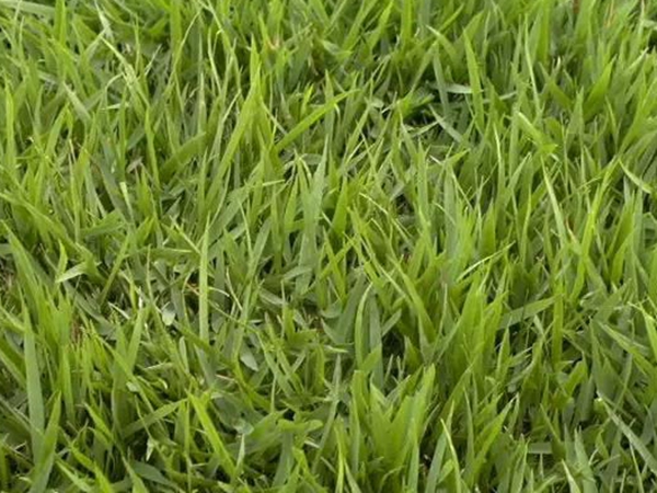 日本結縷草基本介紹和栽培技術價值 日本結縷草基本介紹和栽培技術價值