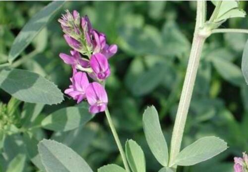 目前紫花苜蓿價格大概需要多少錢一噸?種植技術要點有哪些? 目前紫花苜蓿價格大概需要多少錢一噸?種植技術要點有哪些?