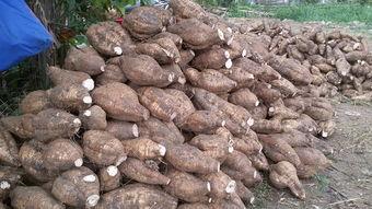 葛根扦插育苗種植方法需要注意什么以及處理方法 葛根扦插育苗種植方法需要注意什么以及處理方法