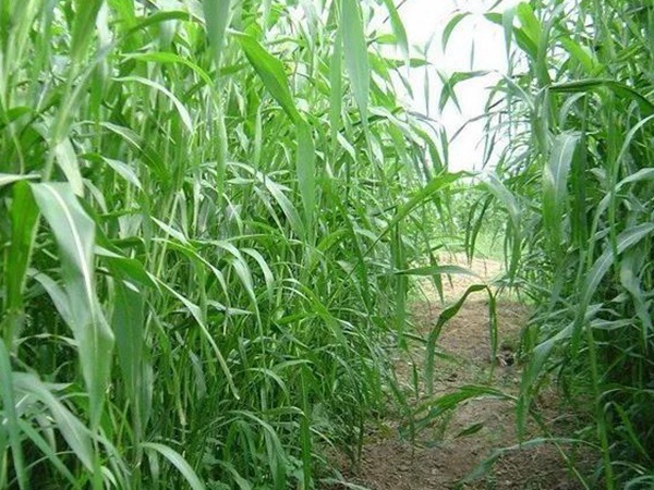 「蘇丹草」的種植方法以及種植方式 「蘇丹草」的種植方法以及種植方式