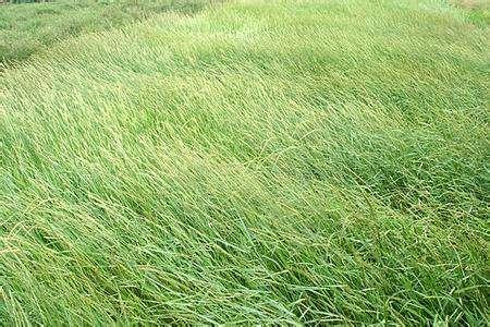 優質牧草——披堿草,具有不同的經濟價值 優質牧草——披堿草,具有不同的經濟價值