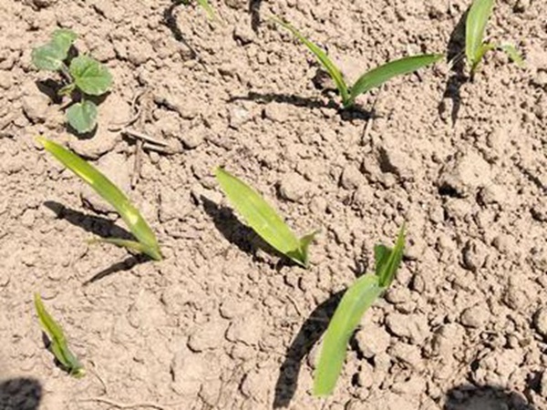 墨西哥玉米草出苗成活率是什么原因,怎么樣提高成活率? 墨西哥玉米草出苗成活率是什么原因,怎么樣提高成活率?