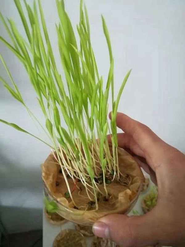 養殖用牧草種子播種量和播種技術是什么 養殖用牧草種子播種量和播種技術是什么