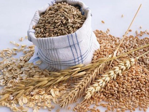 燕麥種植的生長(zhǎng)環(huán)境是怎樣的？有什么需要注意的？