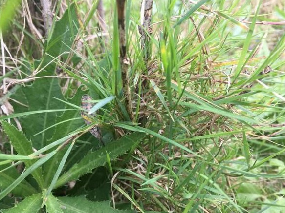 生命力頑強的草，它的名字盡然叫“狗牙根”