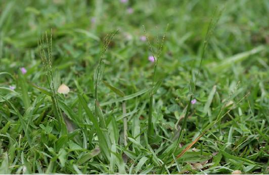 庭院草坪|院子里的天然草坪建植及養(yǎng)護(hù)方法 庭院草坪|院子里的天然草坪建植及養(yǎng)護(hù)方法