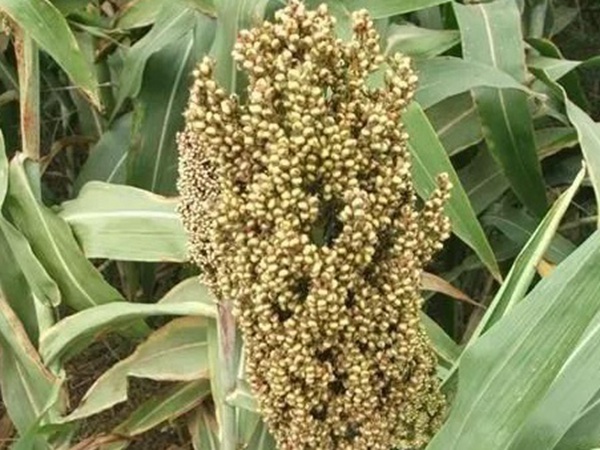 甜高粱簡單的種植方法,如何播種 甜高粱簡單的種植方法,如何播種