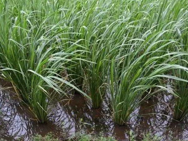 皇竹草如何種植，種植方法有哪些