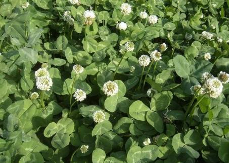 白三葉草栽培方法,這類牧草的栽種有哪些要求? 白三葉草栽培方法,這類牧草的栽種有哪些要求?