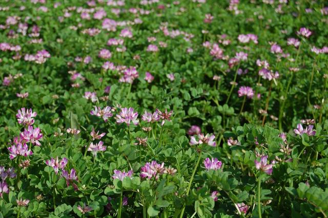 紫云英的生長環境和繁殖方法有什么要求 紫云英的生長環境和繁殖方法有什么要求