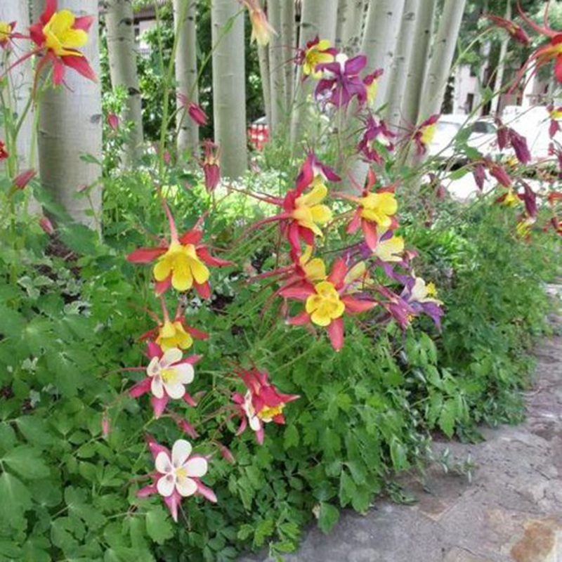 大花耬斗菜 大花耬斗菜