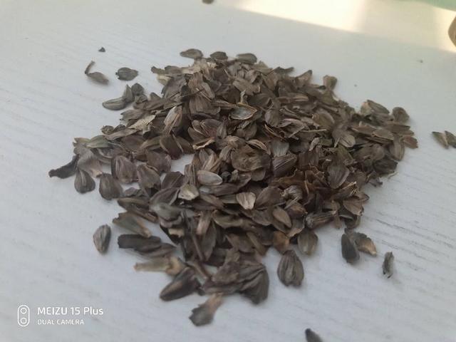 串葉松香草主要價值以及栽培技術(shù)介紹 串葉松香草主要價值以及栽培技術(shù)介紹