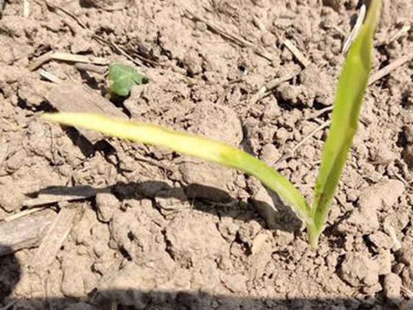 墨西哥玉米草出苗成活率是什么原因,怎么樣提高成活率? 墨西哥玉米草出苗成活率是什么原因,怎么樣提高成活率?