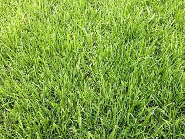 堿茅草種子多久能發(fā)芽,播種方法是什么? 堿茅草種子多久能發(fā)芽,播種方法是什么?