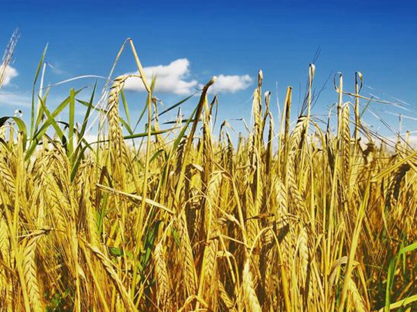 養(yǎng)羊如何選擇牧草？有什么需要注意的？