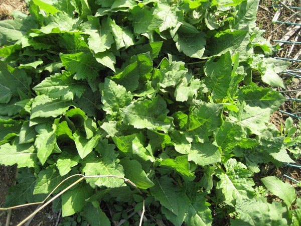 串葉松香草種植簡單,種植方法是什么 串葉松香草種植簡單,種植方法是什么