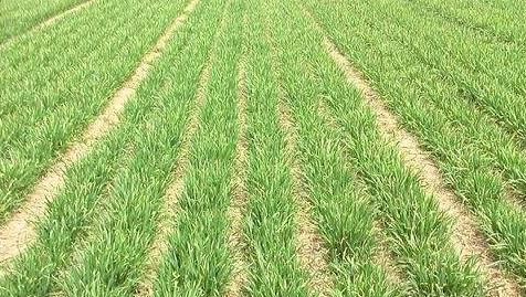 冬天適合播種的牧草——一年生黑麥草 冬天適合播種的牧草——一年生黑麥草