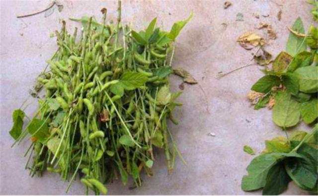 種植黑豆時,掌握技術方法產量能提升 種植黑豆時,掌握技術方法產量能提升