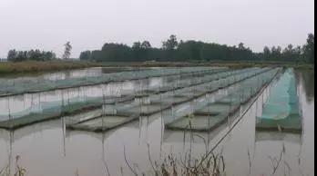 龍蝦養殖中小米草如何種植效益比較好 龍蝦養殖中小米草如何種植效益比較好