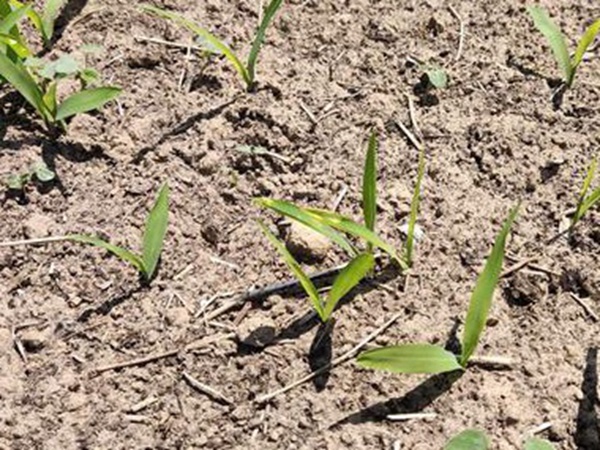 墨西哥玉米草出苗成活率是什么原因,怎么樣提高成活率? 墨西哥玉米草出苗成活率是什么原因,怎么樣提高成活率?