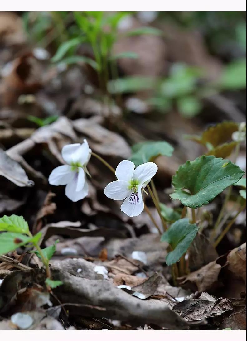 “小米草”的養(yǎng)護方法與播種繁殖 “小米草”的養(yǎng)護方法與播種繁殖