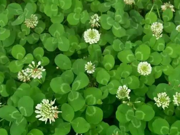 牧草種子種植養(yǎng)豬--- 白三葉 牧草種子種植養(yǎng)豬--- 白三葉