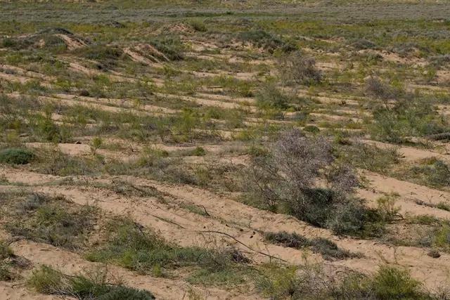 那十七公里的如此美的花棒到底是什么 那十七公里的如此美的花棒到底是什么