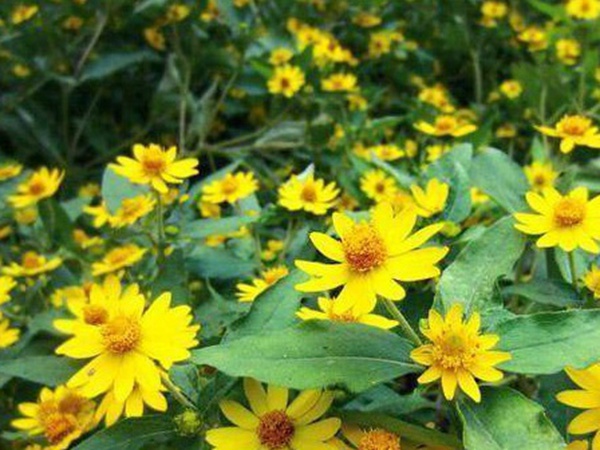 串葉松香草牧草——養(yǎng)畜禽種牧草選對品種很重要 串葉松香草牧草——養(yǎng)畜禽種牧草選對品種很重要