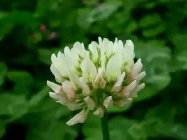 十種優(yōu)質(zhì)牧草及其栽培技術(shù)與方法 十種優(yōu)質(zhì)牧草及其栽培技術(shù)與方法