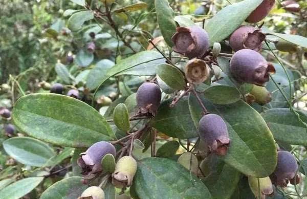 桃金娘可以人工種植嗎?桃金娘種植方法是什么? 桃金娘可以人工種植嗎?桃金娘種植方法是什么?