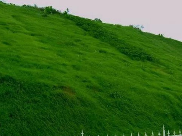 狗牙根種子播種方法以及種植技術(shù) 狗牙根種子播種方法以及種植技術(shù)