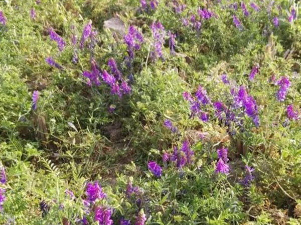 十種優(yōu)質(zhì)牧草及其栽培技術(shù)與方法 十種優(yōu)質(zhì)牧草及其栽培技術(shù)與方法