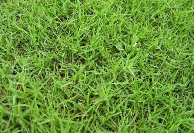 園林里的一片綠——果嶺草的綠化 園林里的一片綠——果嶺草的綠化