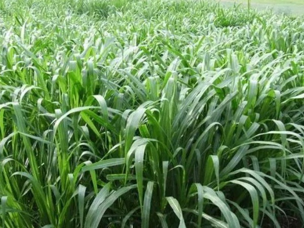 養(yǎng)魚(yú)種什么草種好?皇竹草喂草魚(yú)效果好,有什么方法 養(yǎng)魚(yú)種什么草種好?皇竹草喂草魚(yú)效果好,有什么方法