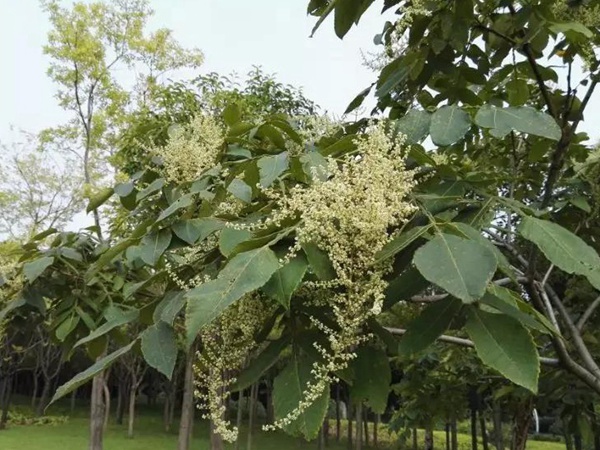生態綠化種子有哪些,有什么需要注意的 生態綠化種子有哪些,有什么需要注意的