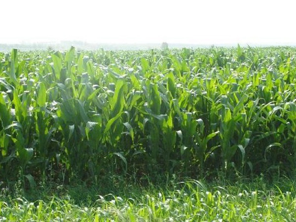 高產牧草墨西哥玉米好種植嗎？種植方法是什么？