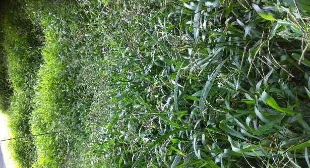 南方適合種植的牧草寬葉雀稗種子,喂牛適合的牧草種子 南方適合種植的牧草寬葉雀稗種子,喂牛適合的牧草種子