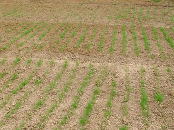 種植菊苣搞養(yǎng)殖技術(shù)是什么可以提高產(chǎn)量 種植菊苣搞養(yǎng)殖技術(shù)是什么可以提高產(chǎn)量