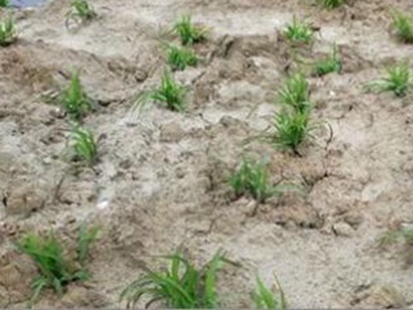 種植墨西哥玉米有這幾個要點,掌握好這幾個要點獲得高產量 種植墨西哥玉米有這幾個要點,掌握好這幾個要點獲得高產量