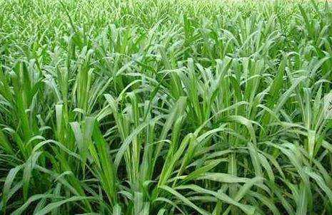 優質的牧草——蘇丹草，怎么種植可以高產