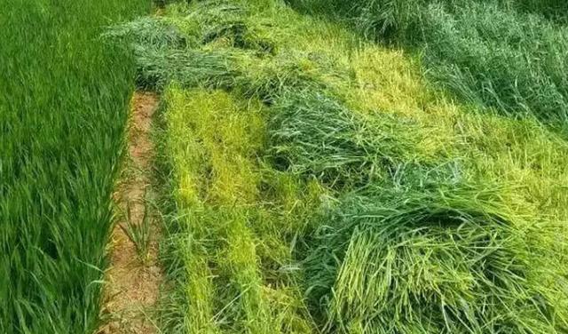 冬天適合播種的牧草——一年生黑麥草 冬天適合播種的牧草——一年生黑麥草