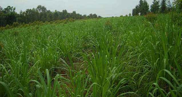 優(yōu)質(zhì)牧草墨西哥玉米草適合在哪里種植比較好 優(yōu)質(zhì)牧草墨西哥玉米草適合在哪里種植比較好