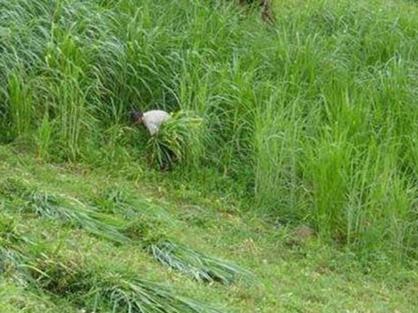 養殖用牧草種子播種量和播種技術是什么 養殖用牧草種子播種量和播種技術是什么