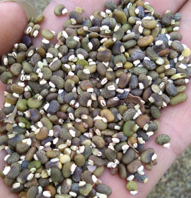 毛豆常見,山毛豆種植技術有哪些? 毛豆常見,山毛豆種植技術有哪些?