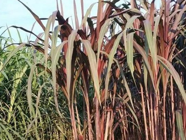 象草是一種高價值的飼料,種植栽培方法是什么 象草是一種高價值的飼料,種植栽培方法是什么